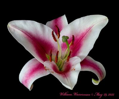 Lily