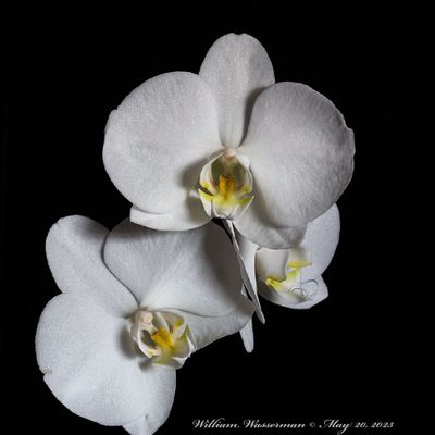 Studio Flowers