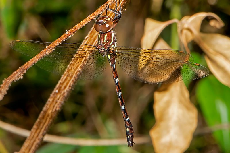 Forest Darner (Austroaeschna pulchra)