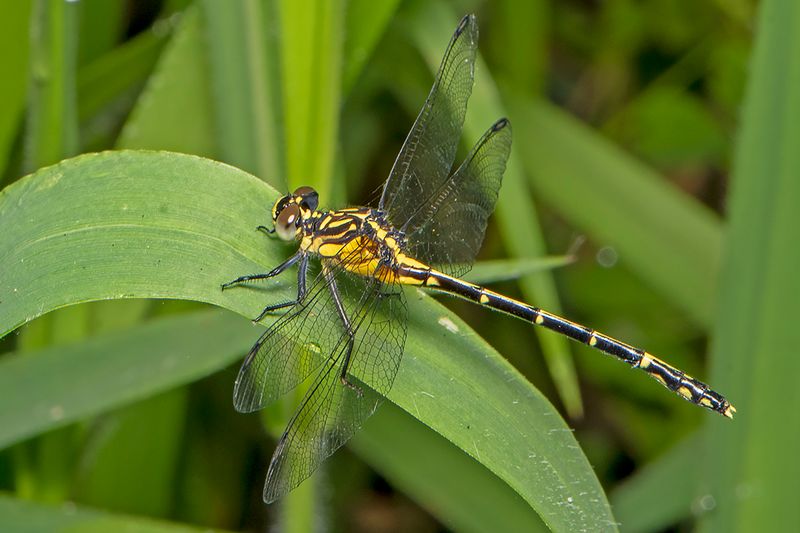 Jade Hunter (Austrogomphus ochraceus)