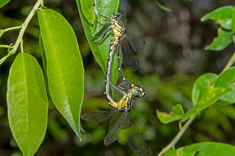 Jade Hunter (Austrogomphus ochraceus)