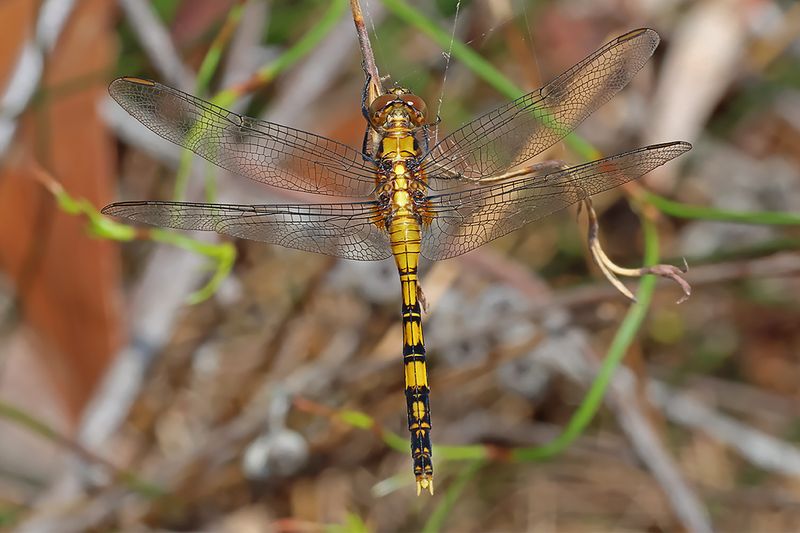 Brownwater Skimmer (Orthetrum boumiera)
