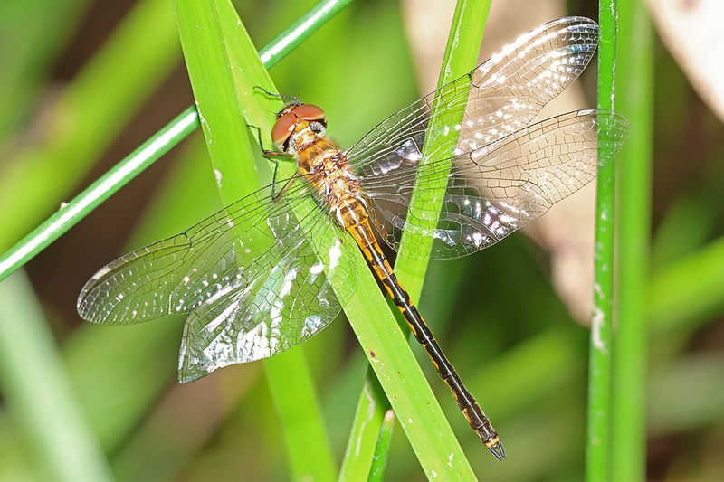 Fat-bellied Emerald (Hemicordulia continentalis)