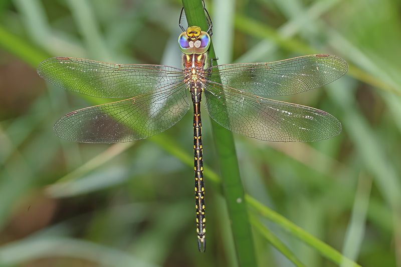 Australian Duskhawker (Austrogynacantha heterogena)