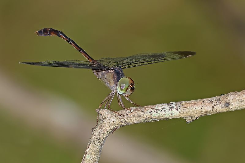 Short-tailed Duskdarter (Zyxomma elgneri)