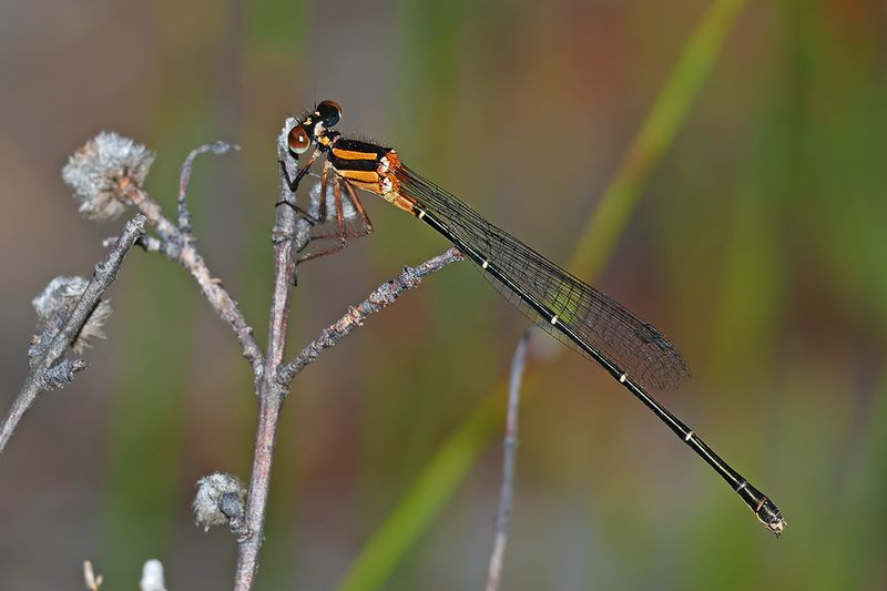 White-legged Damselflies (Platycnemididae)