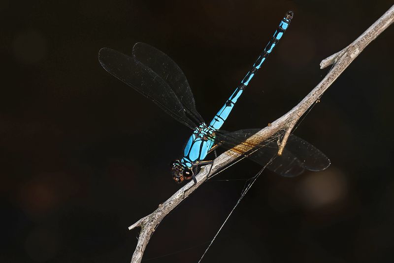Arrowhead Rockmaster (Diphlebia nymphoides)