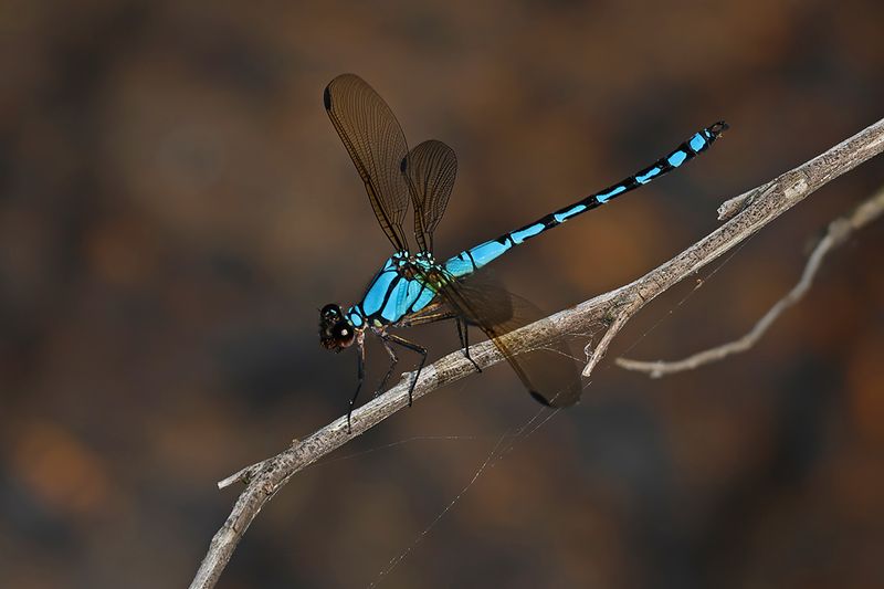 Arrowhead Rockmaster (Diphlebia nymphoides)