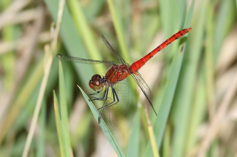 Pygmy Percher (Nannodiplax rubra)