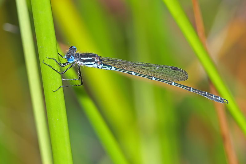Cup Ringtail (Austrolestes psyche)