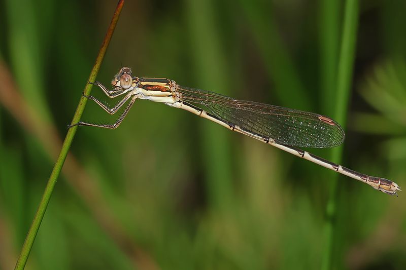 Slender Ringtail (Austrolestes analis)