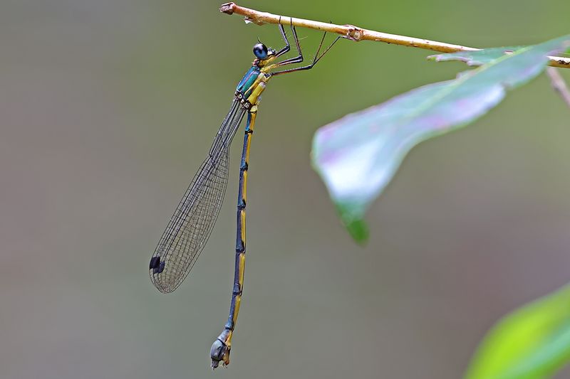 Sylphs (Synlestidae)