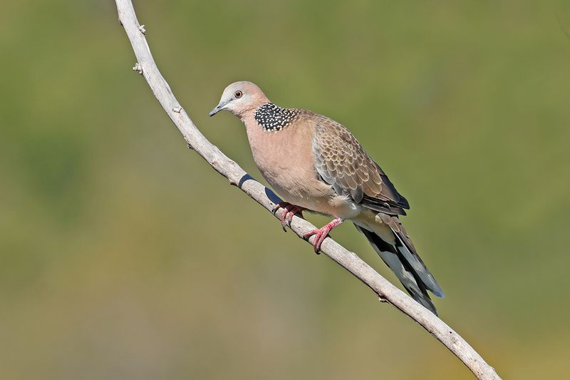 Spotted Dove (Spilopelia chinensis)
