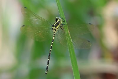 Yellow-tipped Tigertail