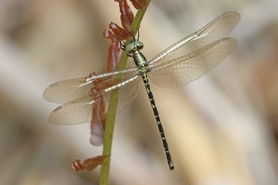 Yellow-tipped Tigertail (Choristhemis flavoterminata)