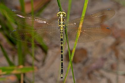 Yellow-tipped Tigertail (Choristhemis flavoterminata)