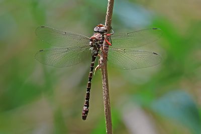 Sigma Darner