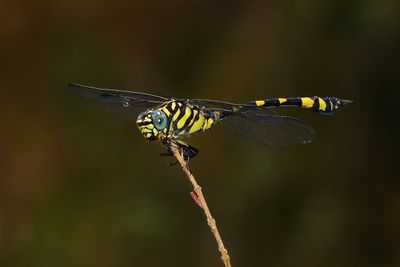 Australian Tiger (Ictinogomphus australis)