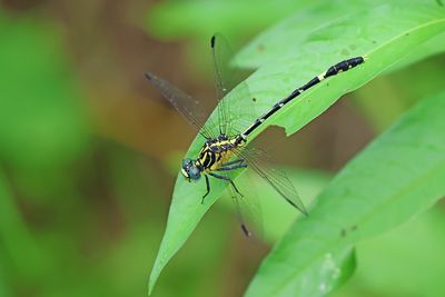 Pale Hunter (Austrogomphus amphiclitus)