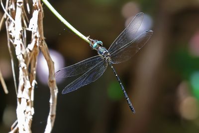 Black Tigertail (Eusynthemis nigra)