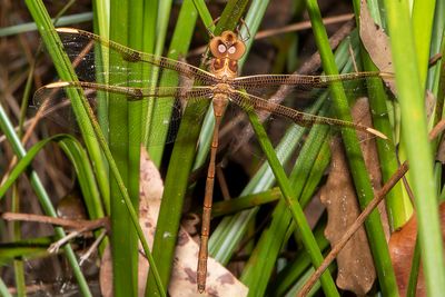 Coastal Evening Darner