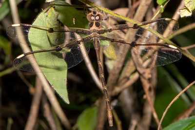 Northern Evening Darner
