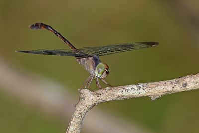 Short-tailed Duskdarter