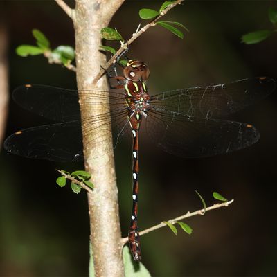Forest Darner