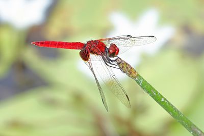 Square-spot Basker