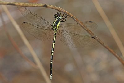 Yellow-tipped Tigertail