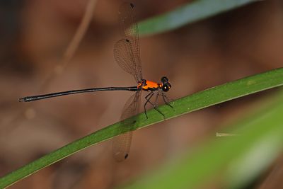 Golden Flatwing