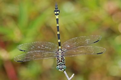 Australian Tiger (Ictinogomphus australis)