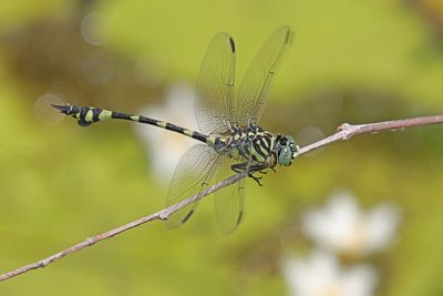 Australian Tiger (Ictinogomphus australis)