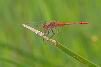 Wandering Percher (Diplacodes bipunctata)