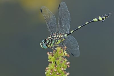 Clubtail Dragonflies (Gomphidae)