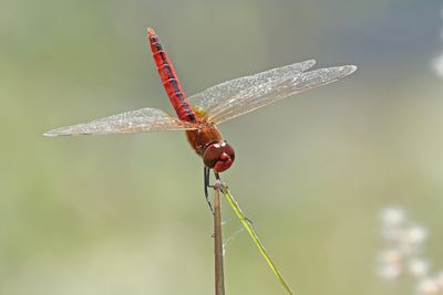 Wandering Pennant