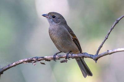 Australian Golden Whistler (Pachycephala pectoralis)