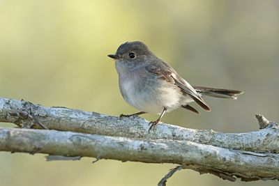 Rose Robin (Petroica rosea)