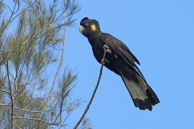 Yellow-tailed Black Cockatoo