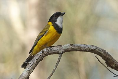 Whistlers and Allies  (Pachycephalidae)