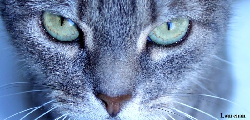 Chat Spleen 