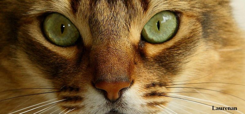 Chat Spleen