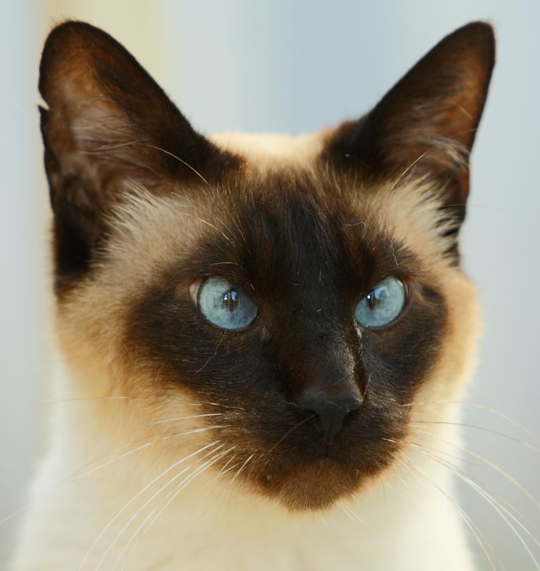 Chat Spleen