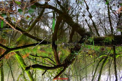 Narcisse
