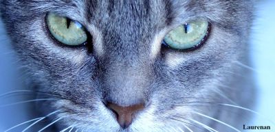 Chat Spleen 