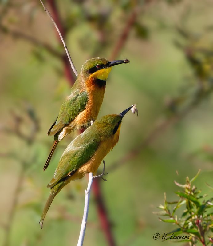 Little Bee- Eater - Dwergbijeneter -  Merops pusillus