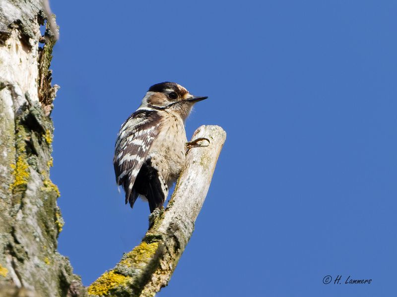 Lesser spotted Woodpecker- Kleine Bonte specht - Dendrocopos minor