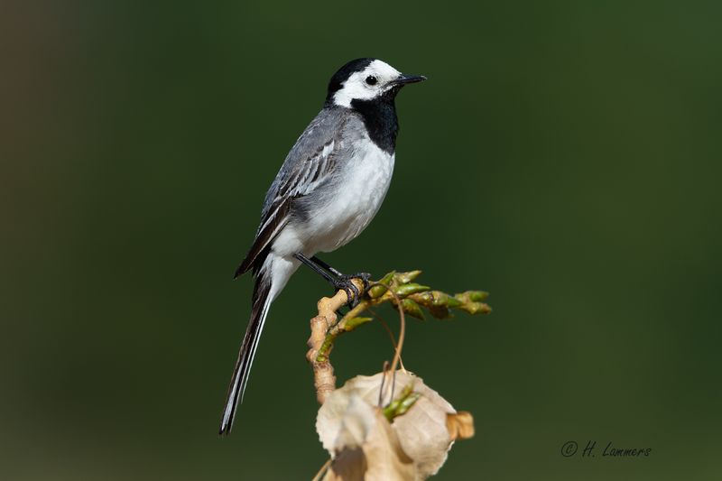 White Wagtail - Witte Kwikstaart - Motacilla alba.