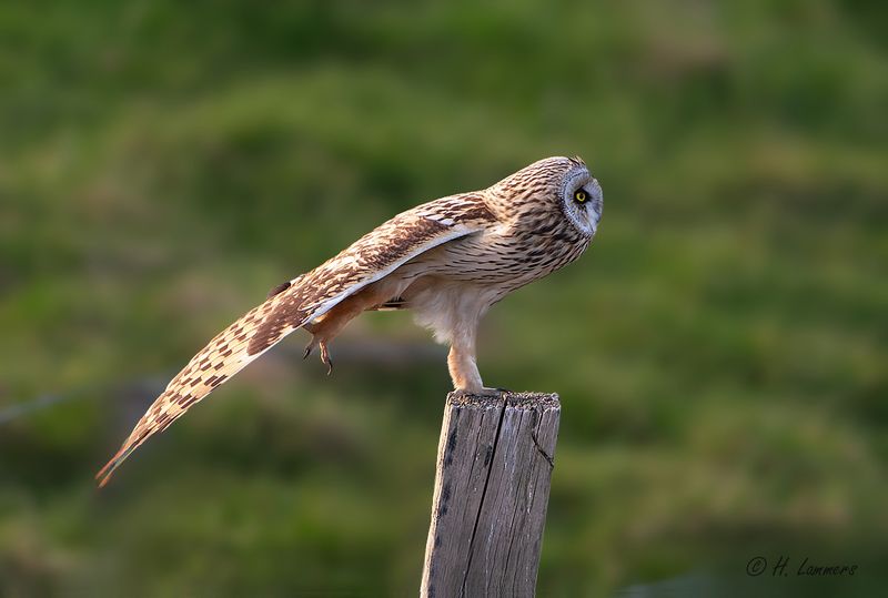 Short-eared Owl - Velduil - Asio flammeus