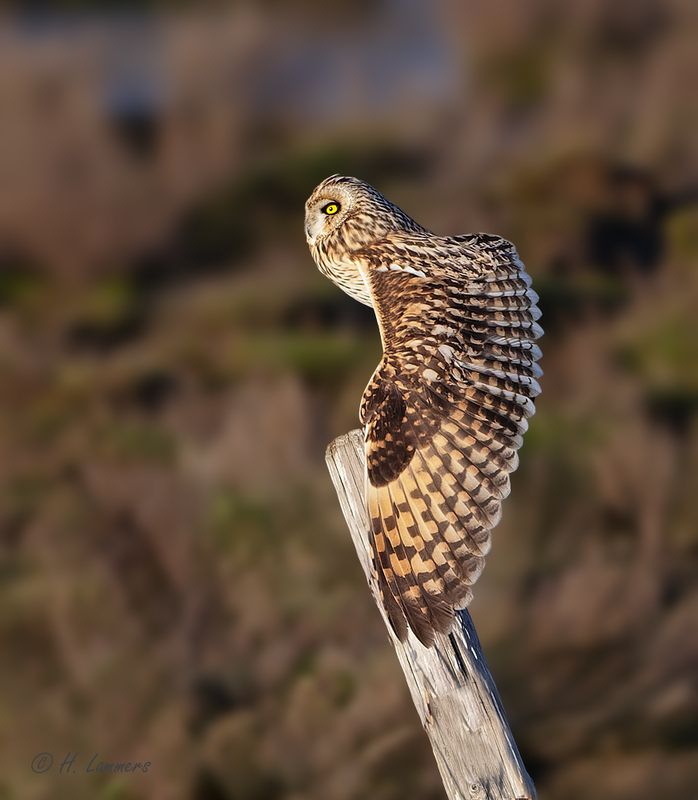 Short-eared Owl - Velduil - Asio flammeus